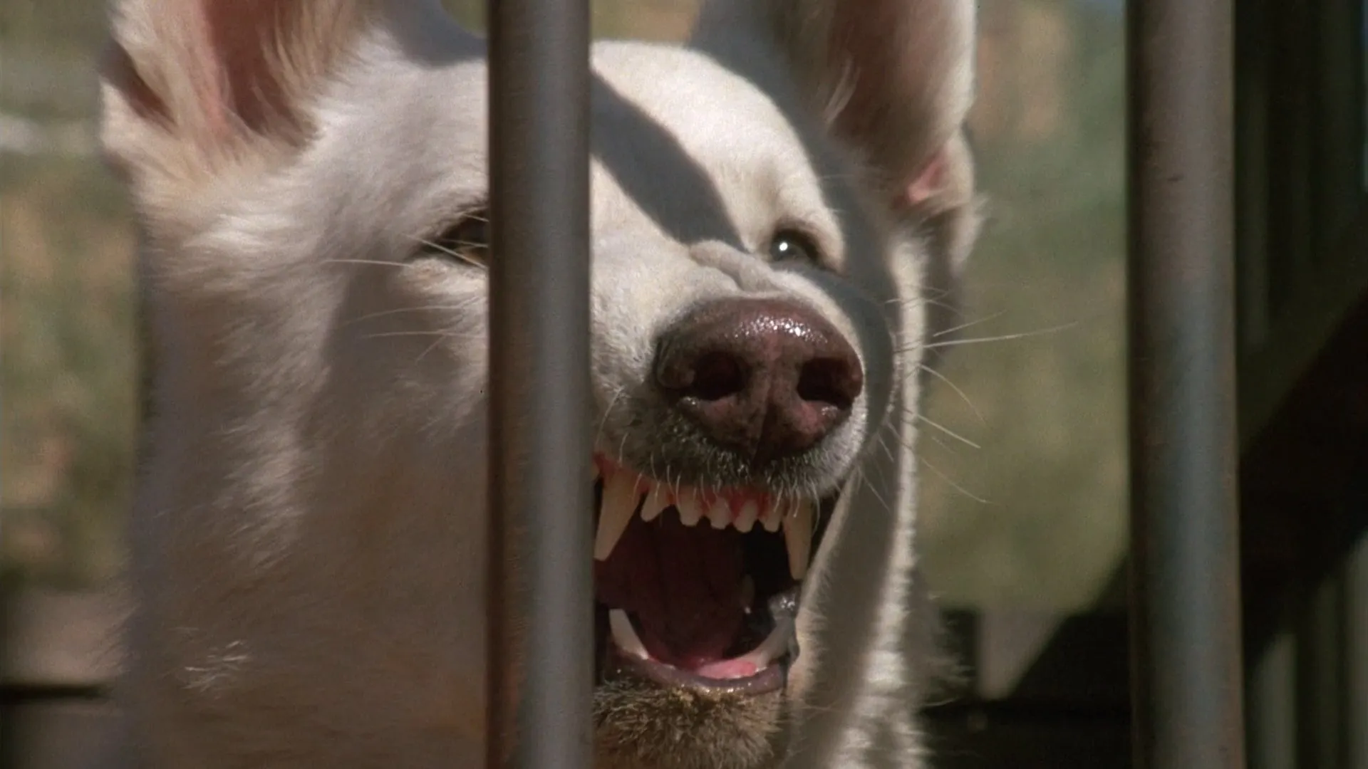 Filme Cão Branco Imagem Do Filme Cão Branco