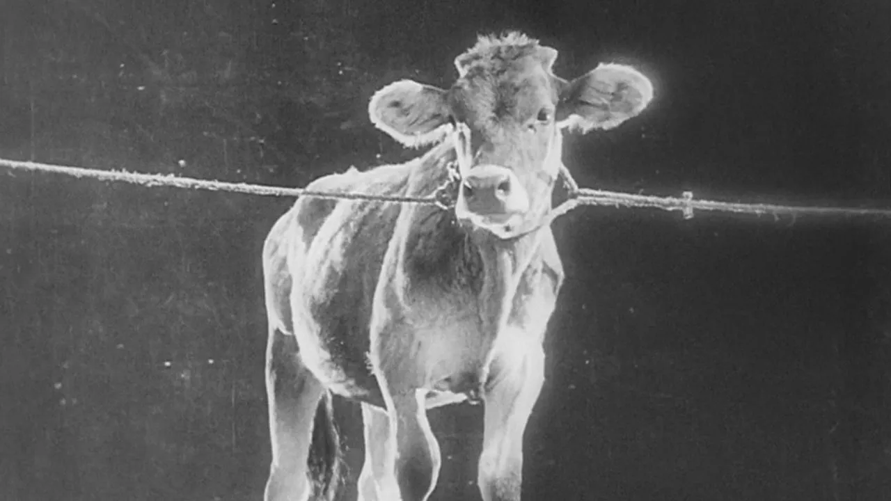 Filme O Velho e o Novo Imagem Do Filme O Velho e o Novo