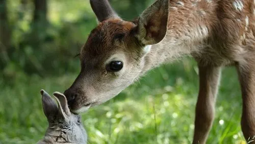 Background Bambi: Uma aventura na floresta