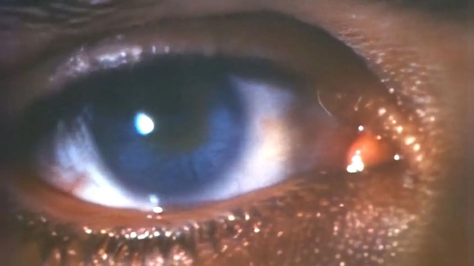 Filme Faces of Death III Imagem Do Filme Faces of Death III