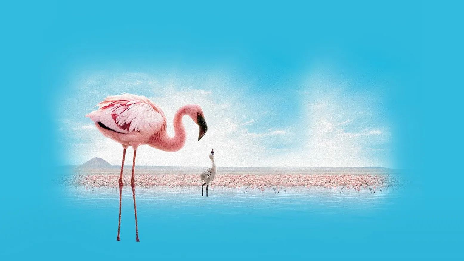 Filme Grande Balé Vermelho: O Mistério dos Flamingos Imagem Do Filme Grande Balé Vermelho: O Mistério dos Flamingos