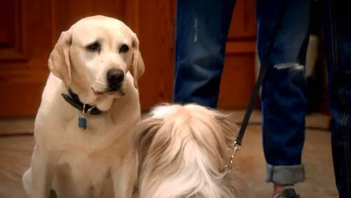 Imagem De Fundo Da Série O Cachorro que Salvou a Páscoa
