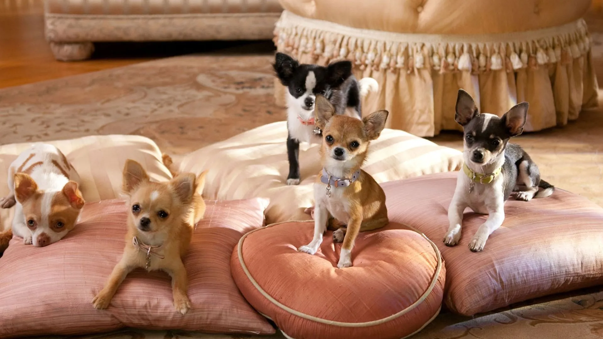 Filme Perdido pra Cachorro 2 Imagem Do Filme Perdido pra Cachorro 2
