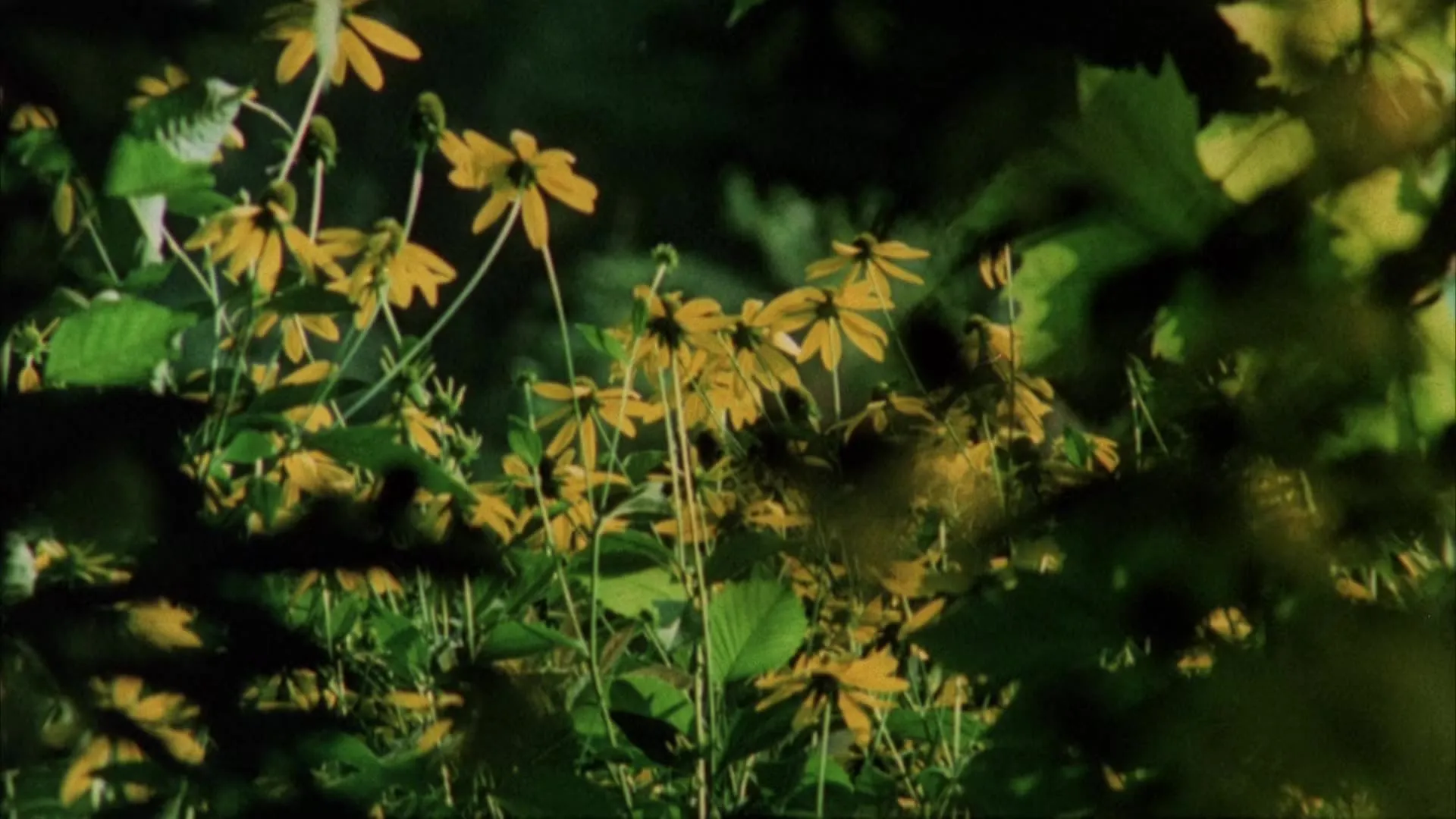 Filme Private Vices, Public Virtues Imagem Do Filme Private Vices, Public Virtues