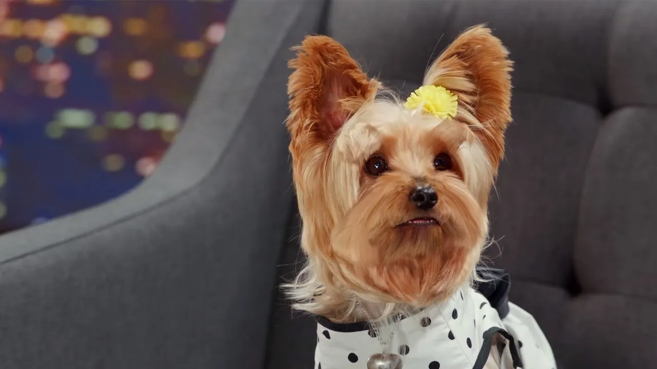 Filme Pup Star 2: Melhores Juntos Imagem Do Filme Pup Star 2: Melhores Juntos