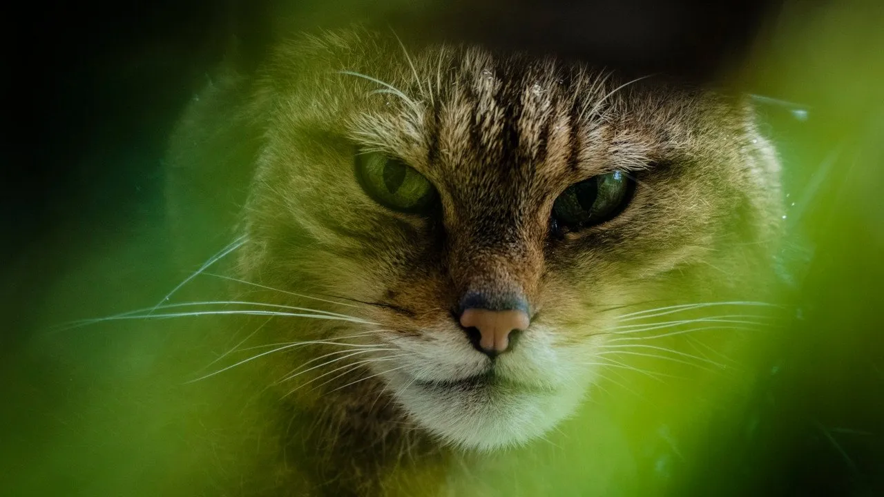 Filme The Tigers of Scotland Imagem Do Filme The Tigers of Scotland