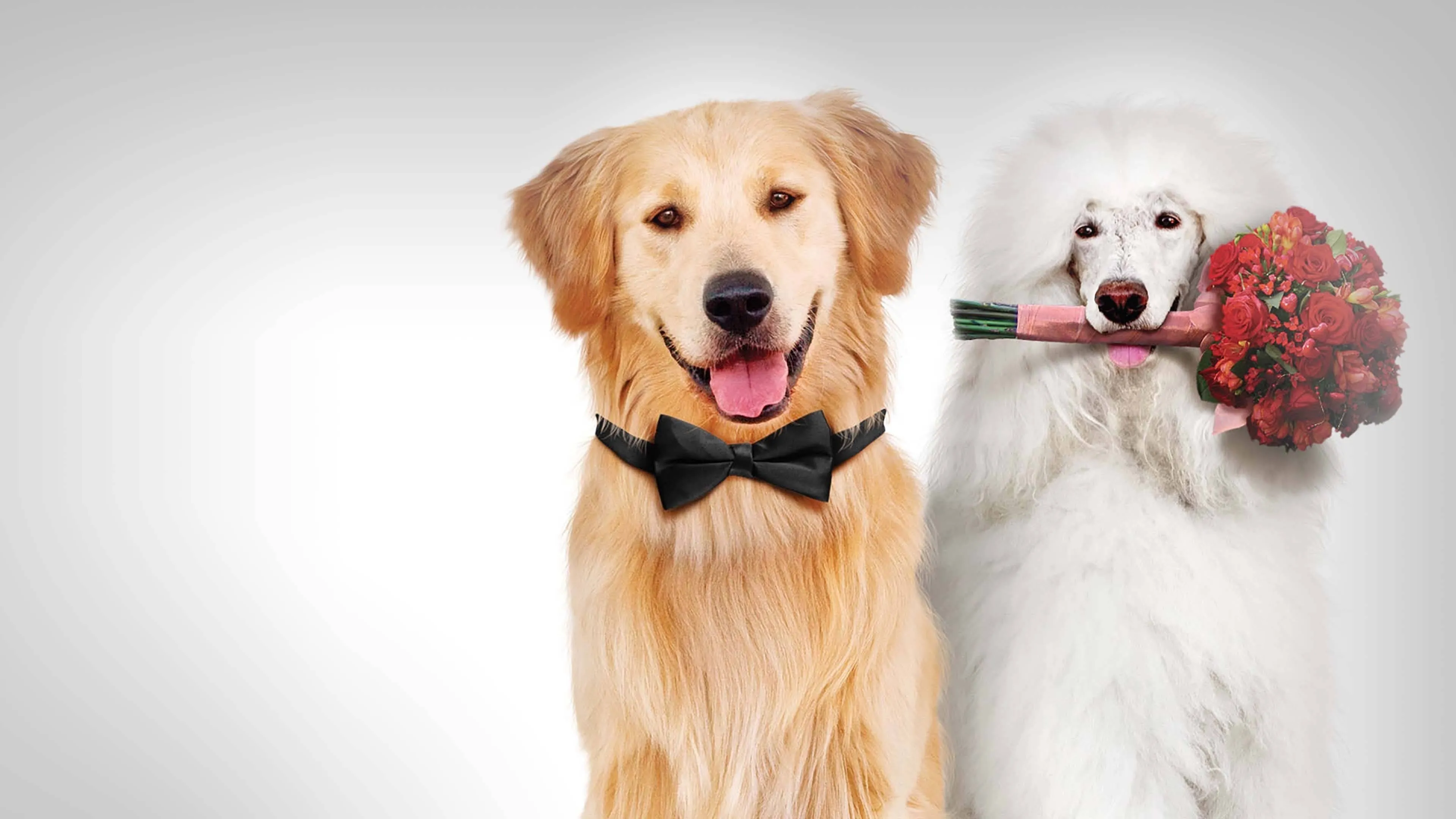 Filme Um Cãoto de Natal Imagem Do Filme Um Cãoto de Natal