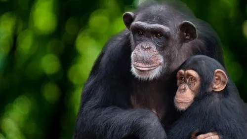 Background A Vida Secreta dos Chimpanzés
